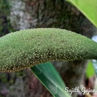 Artocarpus heterophyllus Lam.